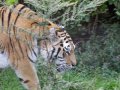 ZOO-Viden 24 srpen 2014 073.JPG